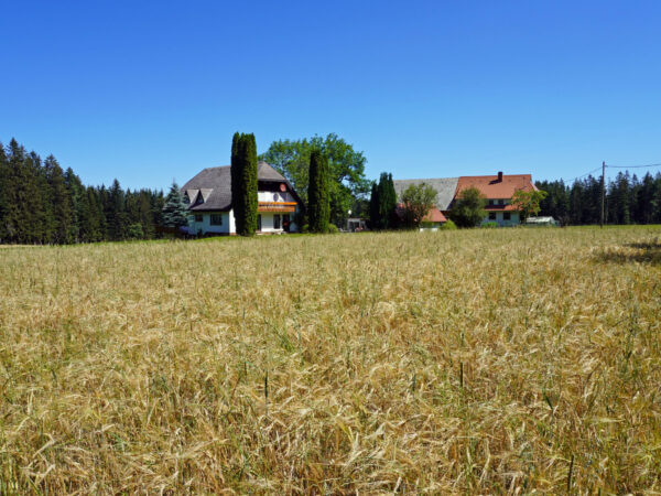 Getreidefeld auf dem Reibehof